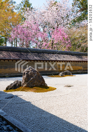 京都 龍安寺の桜の写真素材