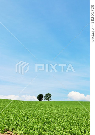北海道 夏の青空と親子の木 北海道 夏の青空と親子の木 58201729