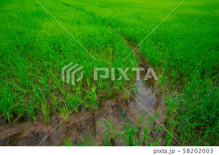 Rice fields, gardens, farms, rice farms and organic farms in Asia Rice is growing in the field in a natural way. Rice fields, gardens, farms, rice farms and organic farms in Asia Rice is growing in the field in a natural way. 58202003