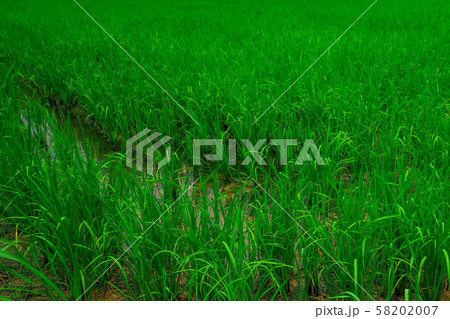 Rice fields, gardens, farms, rice farms and organic farms in Asia Rice is growing in the field in a natural way. Rice fields, gardens, farms, rice farms and organic farms in Asia Rice is growing in the field in a natural way. 58202007