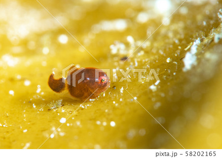 ダンゴウオ 58202165