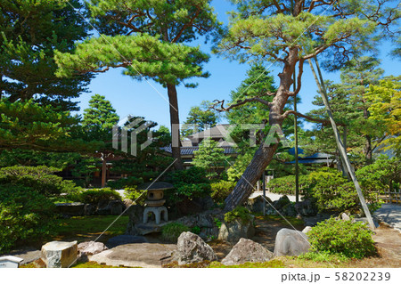 成巽閣 庭園の松にキジバト 成巽閣 庭園の松にキジバト 58202239