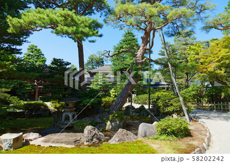 成巽閣　庭園の松にキジバト 58202242