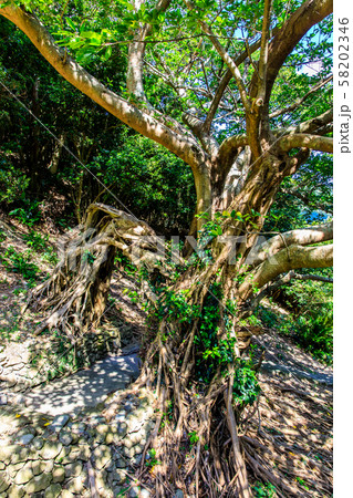 玉之浦のアコウ　【長崎県五島市】 58202346