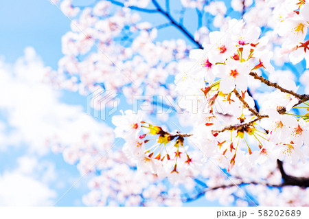 桜・春爛漫 58202689
