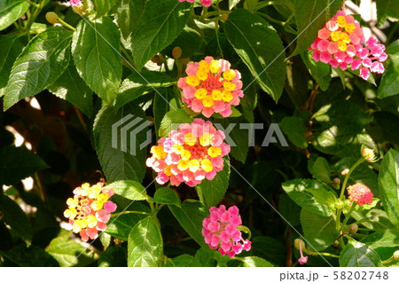 ランタナの花(3) ランタナの花(3) 58202748