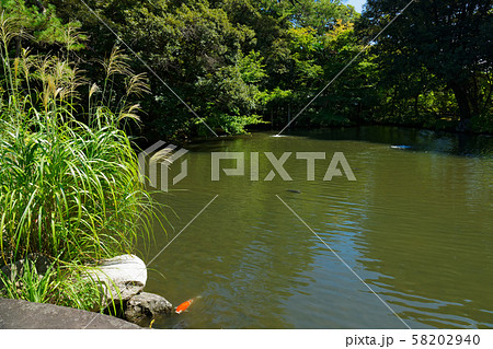 金沢　松風閣庭園　霞ヶ池 58202940