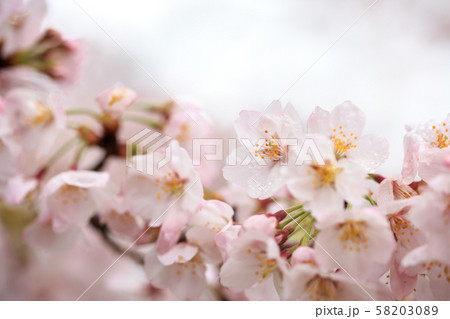 桜の花 春イメージ 桜の花 春イメージ 58203089