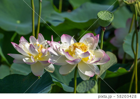蓮の花 蓮の花 58203428