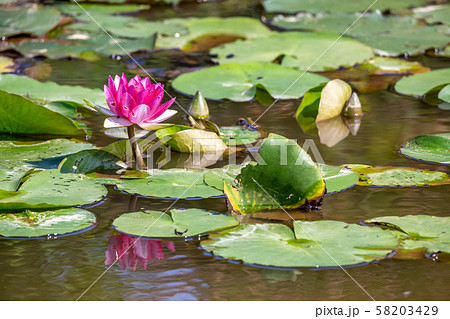 睡蓮の花 睡蓮の花 58203429