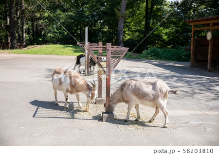 動物園のヤギ 58203810