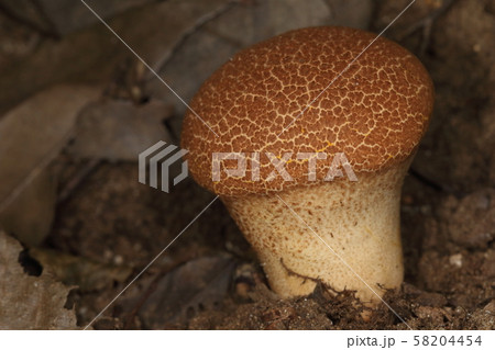 自然 茸 キクメタケ、上から見るとほぼまん丸ですが横から見ると立派な土台(?)があります 自然 茸 キクメタケ、上から見るとほぼまん丸ですが横から見ると立派な土台(?)があります 58204454