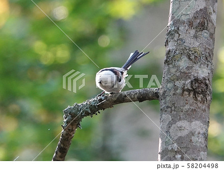 秋のシマエナガ 58204498