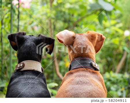 仲良く並ぶミニチュアダックスの兄弟犬 ミニピンとのミックス犬の写真素材