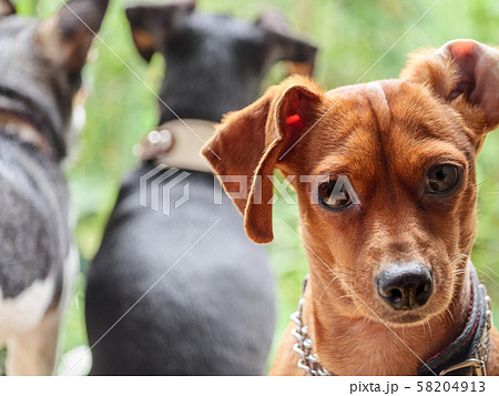 じっと見つめる犬の写真素材