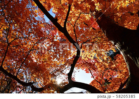 桜山公園の紅葉する楓の大木 58205385