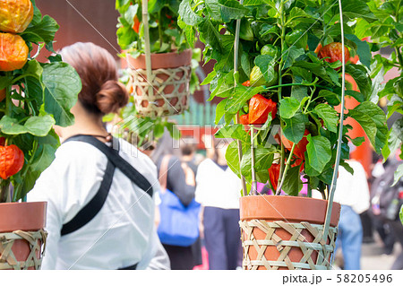ほうずき市の鉢植えのほうずき ほうずき市の鉢植えのほうずき 58205496