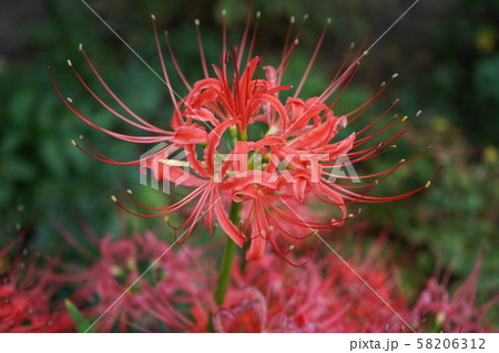 ヒガンバナ ヒガンバナ 58206312
