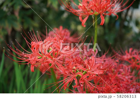 ヒガンバナ ヒガンバナ 58206313