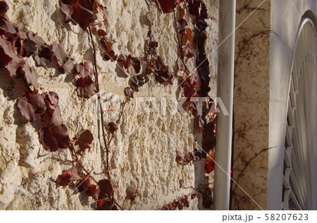 ヨルダン 首都アンマン 石造りの壁に這いつくばるつるの写真素材