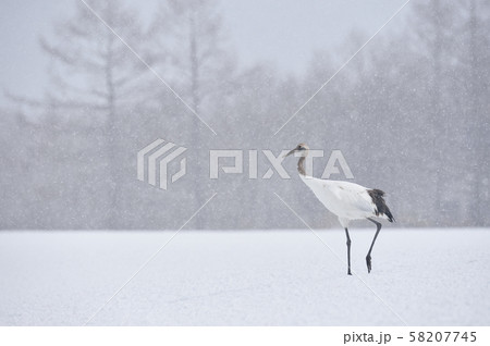 雪が降る給餌場に立つ一羽の若いタンチョウ（北海道・鶴居） 58207745