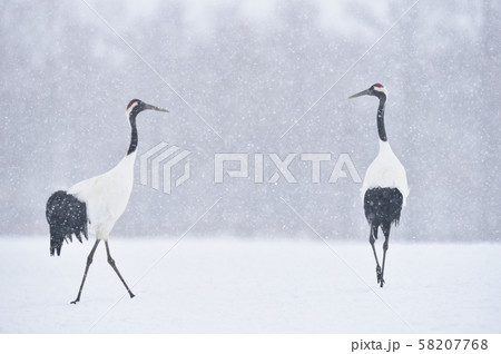 雪が降る給餌場のタンチョウ（北海道・鶴居） 58207768