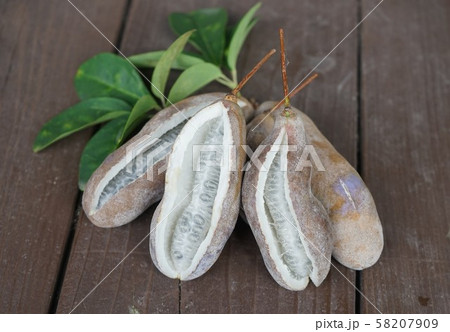 実りの秋アケビの実 実りの秋アケビの実 58207909