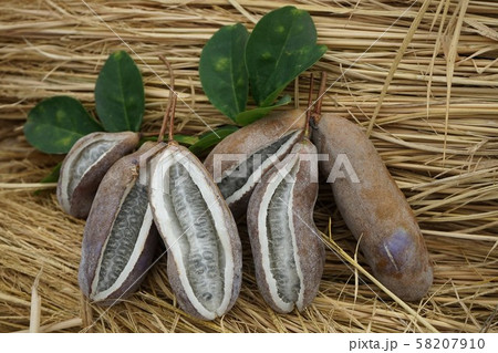 実りの秋アケビの実 実りの秋アケビの実 58207910