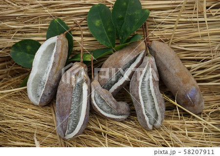 実りの秋アケビの実 58207911