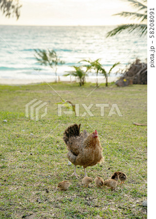 ニューカレドニア ロイヤルティ諸島　リフー島　シャンパーニュビーチの鶏の親子 58208091