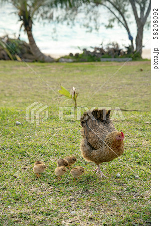 ニューカレドニア ロイヤルティ諸島　リフー島　シャンパーニュビーチの鶏の親子 58208092