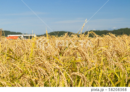 稲穂 58208368