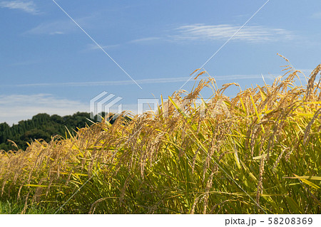 稲穂 稲穂 58208369