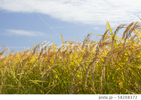 稲穂 58208372