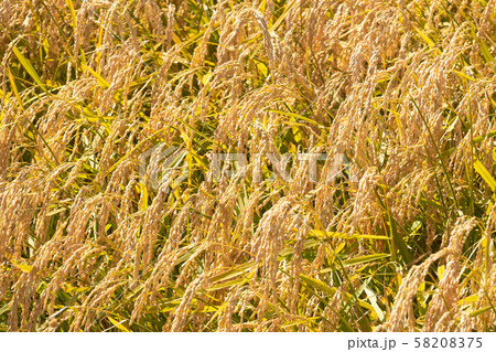 稲穂 58208375