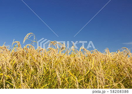 稲穂 58208386