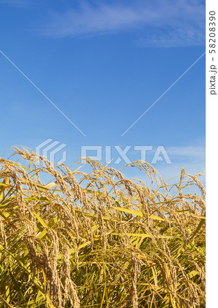 稲穂 58208390