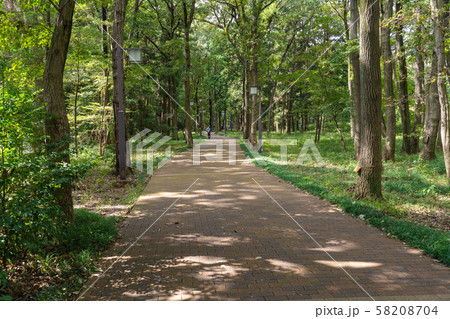 東洋大学こもれびの道 58208704