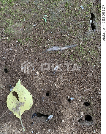 アリとアリの巣/The ants and ant colonies  58209127