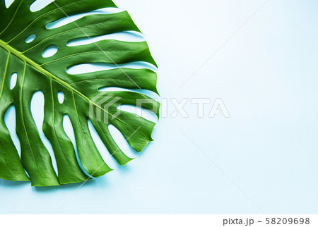 Tropical monstera leaf 58209698