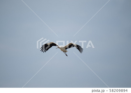 秋空を飛翔するコウノトリ03 秋空を飛翔するコウノトリ03 58209894