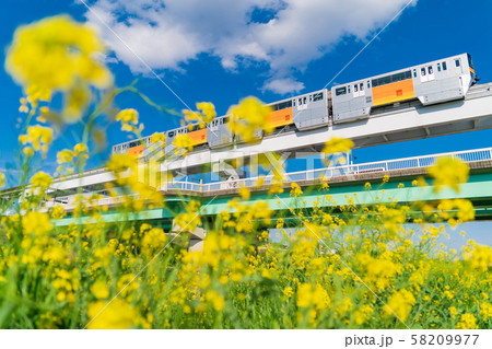多摩モノレールと菜の花 58209977