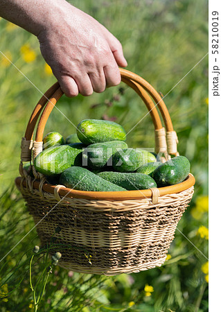 Farmer's hand holds wicker basket with freshness picked organic farm-grown cucumbers on background of summer green grass in field Farmer's hand holds wicker basket with freshness picked organic farm-grown cucumbers on background of summer green grass in field 58210019