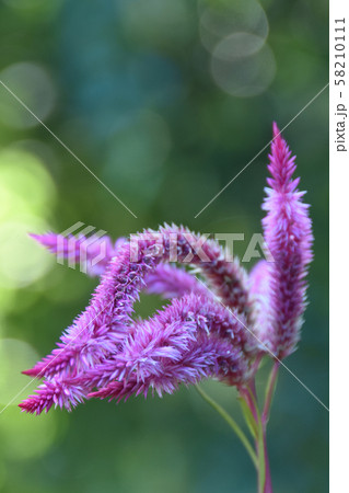 けいとう　秋の花 58210111