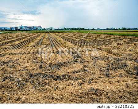 rice field harvest in summer 58210225