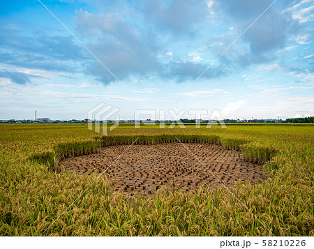 rice field harvest in summer rice field harvest in summer 58210226