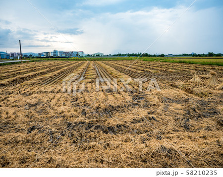 rice field harvest in summer rice field harvest in summer 58210235