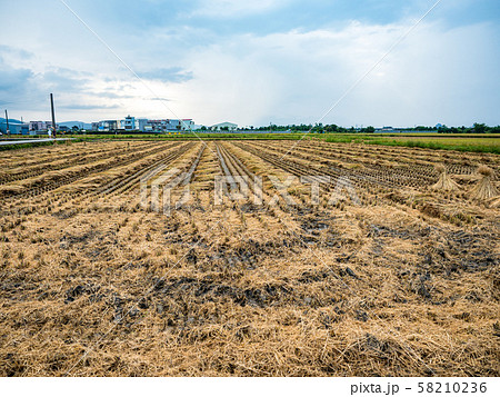 rice field harvest in summer rice field harvest in summer 58210236