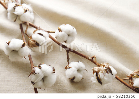 綿花　コットンリネン 58210350