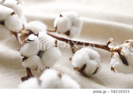 綿花　コットンリネン 58210355
